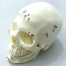 DM01 modello cranio - Gestor Cosmetics